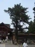 石清水八幡宮の自然