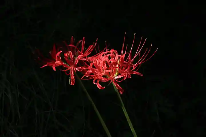 国宝 大法寺の自然