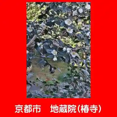 地蔵院（椿寺）(京都府)