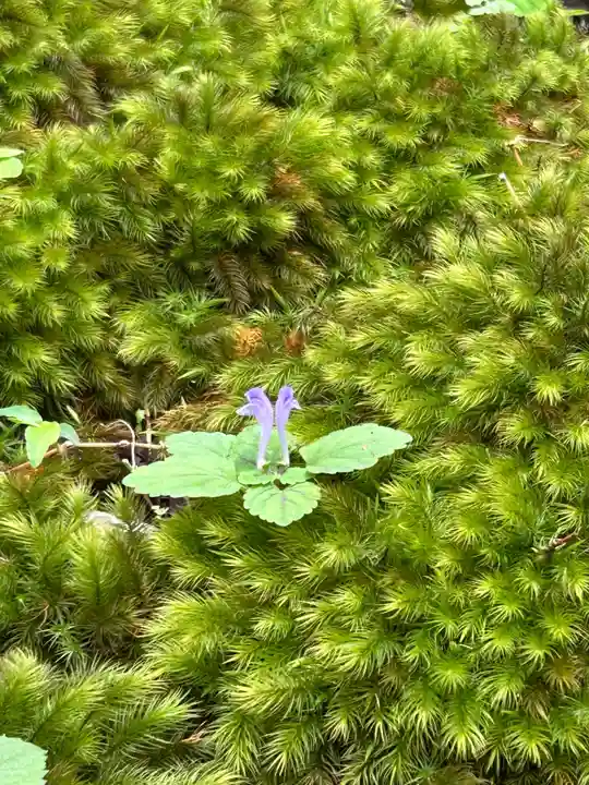 平泉寺白山神社(福井県)
