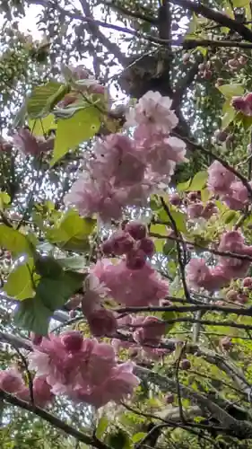 椎尾神社の自然