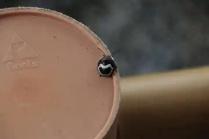 阿久津「田村神社」(郡山市阿久津町)旧社名:伊豆箱根三嶋三社の動物