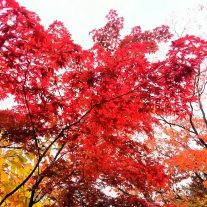 彌彦神社 (伊夜日子神社)の自然
