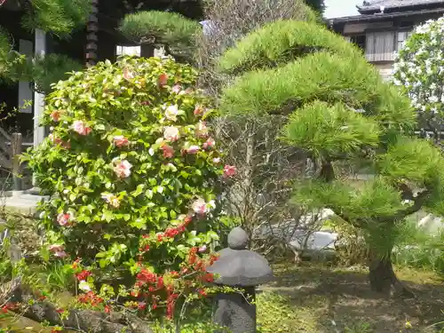 大巧寺の庭園