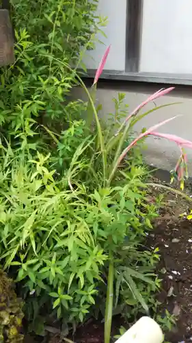 畑子安神社の自然