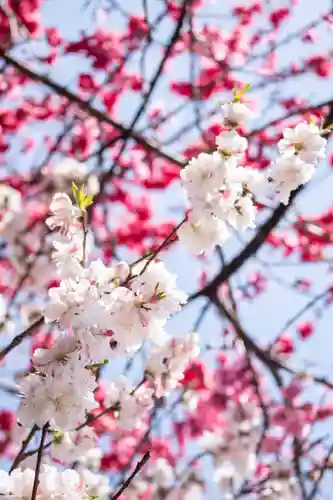 信濃比叡廣拯院の自然