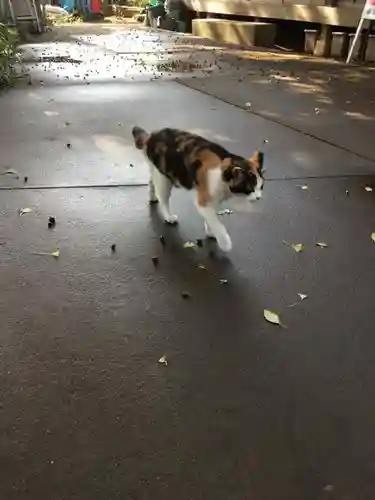 麻賀多神社の動物