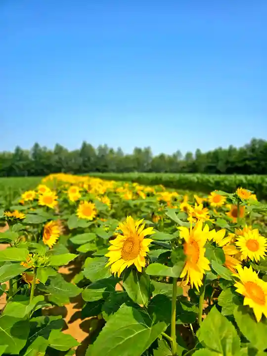 美幌神社(北海道)