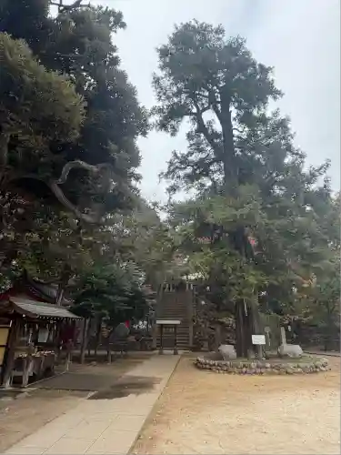 駒込富士神社(東京都)