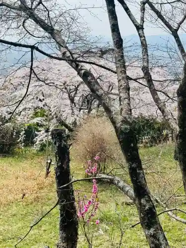 地蔵院の{uncategorized: "未分類", other: "その他", undefined: "問題あり", building: "その他建物", grave: "お墓", sacred_gate: "鳥居", guardian: "狛犬", statue: "像", buddha: "仏像", history: "歴史", nature: "自然", garden: "庭園", animal: "動物", pagoda: "塔", temizu: "手水舎", mountain_gate: "山門・神門", sanctuary: "本殿・本堂", subordinate: "末社・摂社", art: "芸術", scenery: "景色", jizo: "地蔵", ema: "絵馬", goshuin: "御朱印", omikuji: "おみくじ", items: "授与品その他", amulet: "お守り", goshuincho: "御朱印帳", eats: "食事", festival: "お祭り", votive_dance: "神楽", shichigosan: "七五三参", wedding: "結婚式", experience: "体験その他", initially: "初詣", around: "周辺", anti_infection: "感染症対策"}