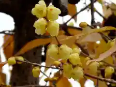 清水寺の自然