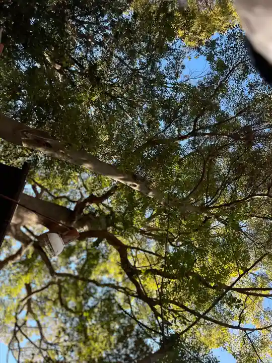 大宮・大原神社(千葉県)