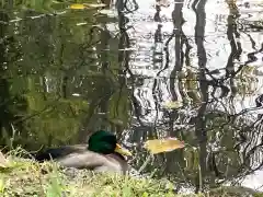 永山神社の動物