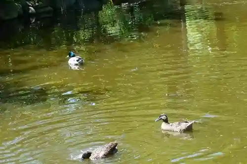 住吉大社の動物