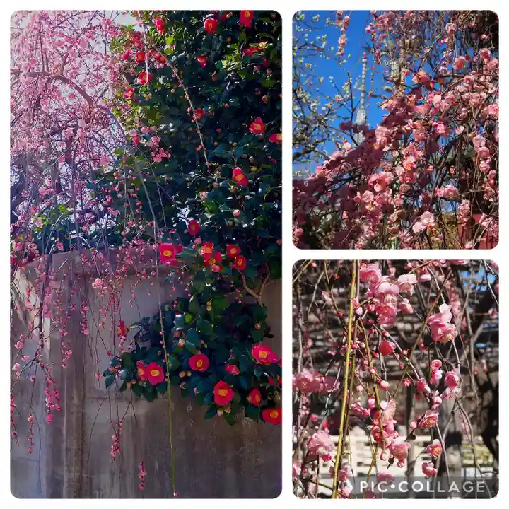 亀戸天神社(東京都)