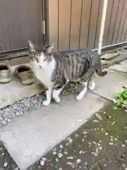 佐野赤城神社の動物