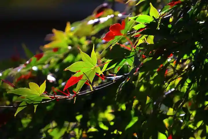 鹿島大神宮の自然