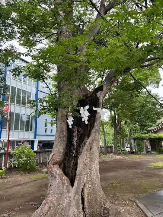 戸部杉山神社の自然