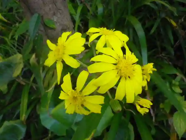 浄光明寺の自然