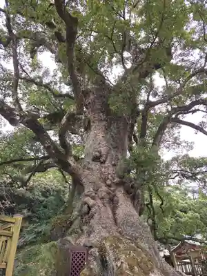 蒲生八幡神社(鹿児島県)