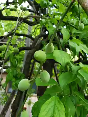 成願寺(東京都)
