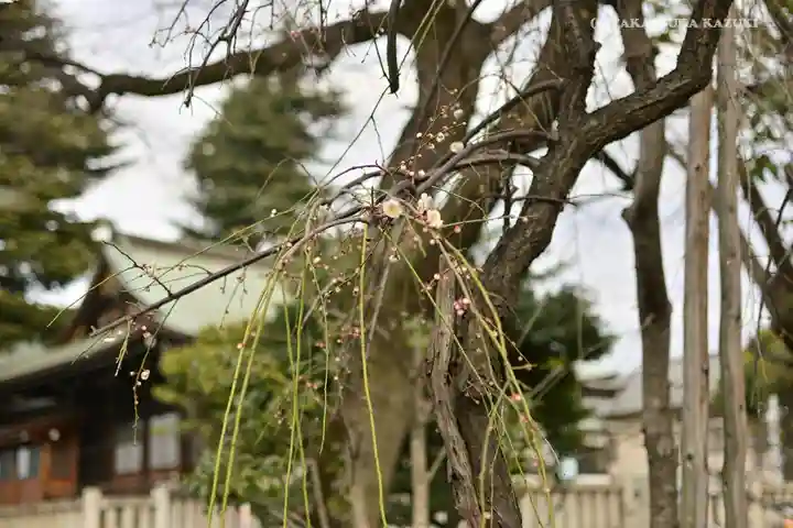 尾久八幡神社(東京都)