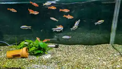 大覚寺の{uncategorized: "未分類", other: "その他", undefined: "問題あり", building: "その他建物", grave: "お墓", sacred_gate: "鳥居", guardian: "狛犬", statue: "像", buddha: "仏像", history: "歴史", nature: "自然", garden: "庭園", animal: "動物", pagoda: "塔", temizu: "手水舎", mountain_gate: "山門・神門", sanctuary: "本殿・本堂", subordinate: "末社・摂社", art: "芸術", scenery: "景色", jizo: "地蔵", ema: "絵馬", goshuin: "御朱印", omikuji: "おみくじ", items: "授与品その他", amulet: "お守り", goshuincho: "御朱印帳", eats: "食事", festival: "お祭り", votive_dance: "神楽", shichigosan: "七五三参", wedding: "結婚式", experience: "体験その他", initially: "初詣", around: "周辺", anti_infection: "感染症対策"}
