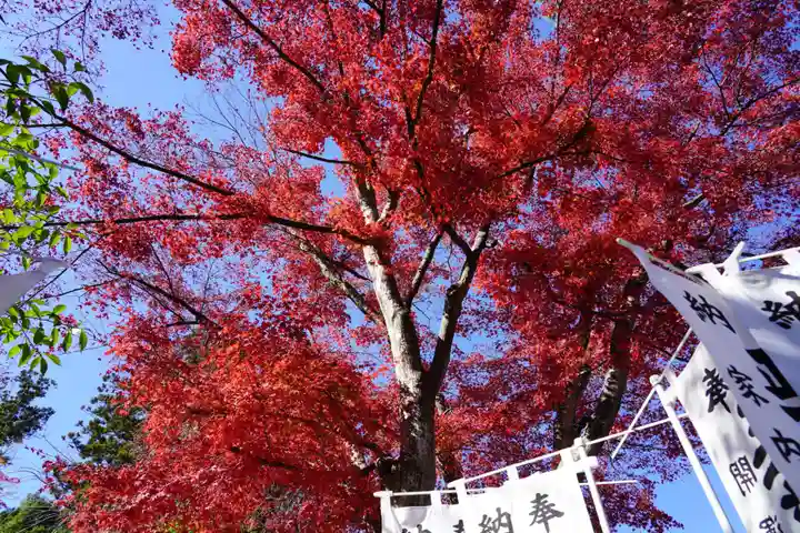 開成山大神宮の自然