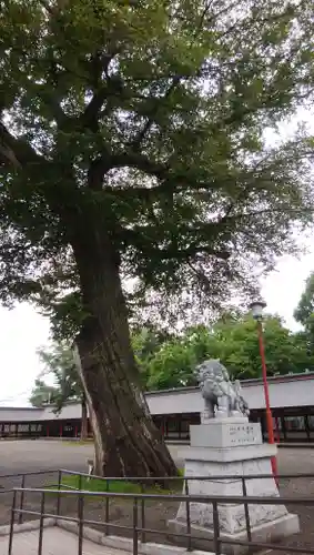 北海道護國神社の自然