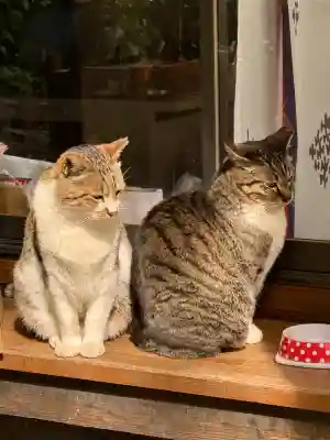 阿邪訶根神社の{uncategorized: "未分類", other: "その他", undefined: "問題あり", building: "その他建物", grave: "お墓", sacred_gate: "鳥居", guardian: "狛犬", statue: "像", buddha: "仏像", history: "歴史", nature: "自然", garden: "庭園", animal: "動物", pagoda: "塔", temizu: "手水舎", mountain_gate: "山門・神門", sanctuary: "本殿・本堂", subordinate: "末社・摂社", art: "芸術", scenery: "景色", jizo: "地蔵", ema: "絵馬", goshuin: "御朱印", omikuji: "おみくじ", items: "授与品その他", amulet: "お守り", goshuincho: "御朱印帳", eats: "食事", festival: "お祭り", votive_dance: "神楽", shichigosan: "七五三参", wedding: "結婚式", experience: "体験その他", initially: "初詣", around: "周辺", anti_infection: "感染症対策"}