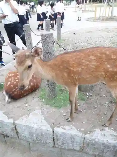 東大寺の動物