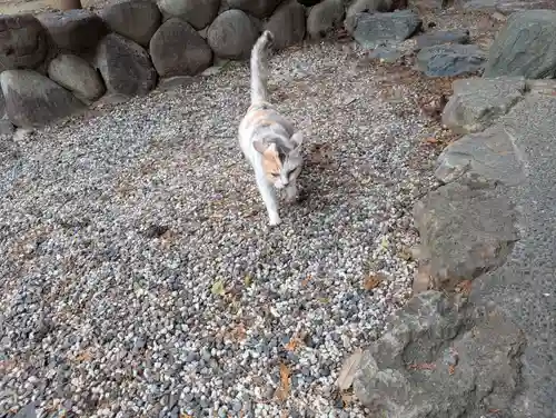 八幡社（柏井町）の動物