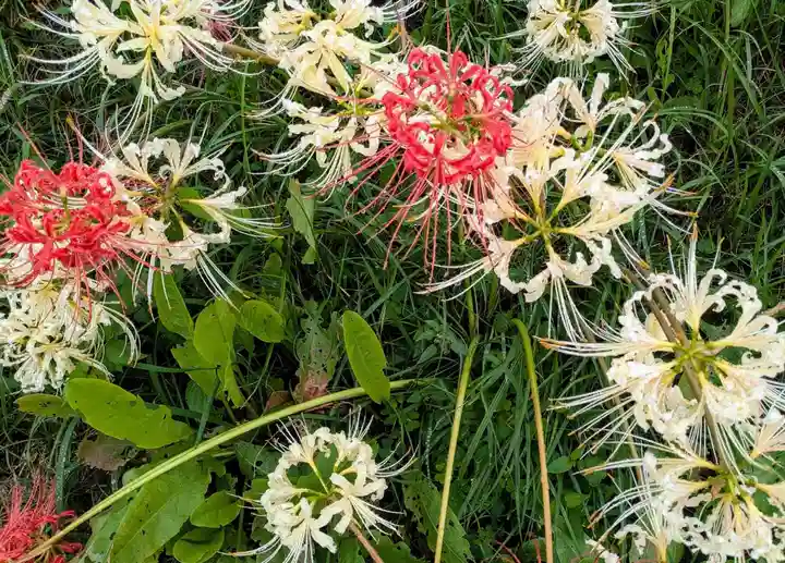 圓照寺(埼玉県)