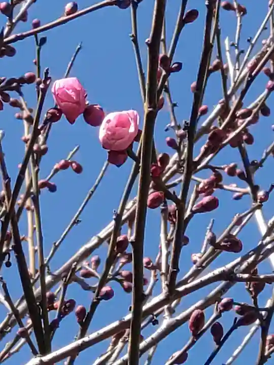 町田天満宮の自然
