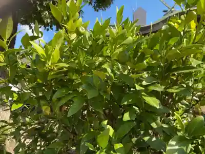 感田神社の自然