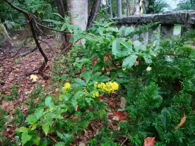小樽稲荷神社の自然