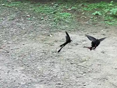 香取神宮の動物