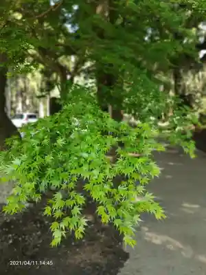 縣神社(千葉県)