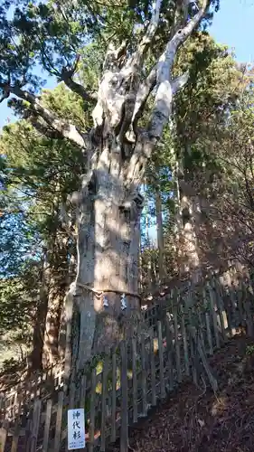 玉置神社の自然