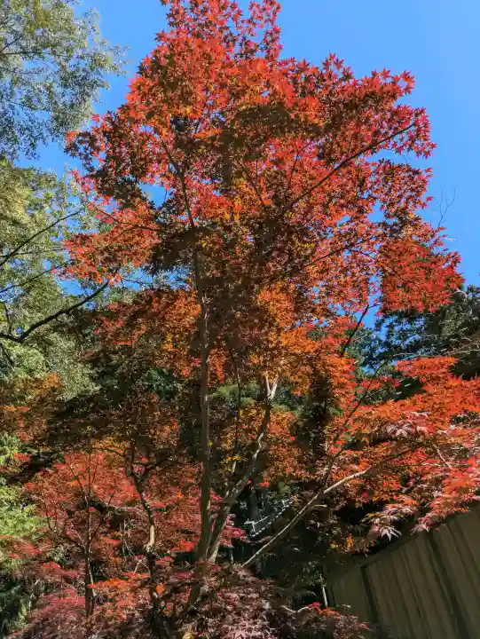 天台宗 五大山 白毫寺の{uncategorized: "未分類", other: "その他", undefined: "問題あり", building: "その他建物", grave: "お墓", sacred_gate: "鳥居", guardian: "狛犬", statue: "像", buddha: "仏像", history: "歴史", nature: "自然", garden: "庭園", animal: "動物", pagoda: "塔", temizu: "手水舎", mountain_gate: "山門・神門", sanctuary: "本殿・本堂", subordinate: "末社・摂社", art: "芸術", scenery: "景色", jizo: "地蔵", ema: "絵馬", goshuin: "御朱印", omikuji: "おみくじ", items: "授与品その他", amulet: "お守り", goshuincho: "御朱印帳", eats: "食事", festival: "お祭り", votive_dance: "神楽", shichigosan: "七五三参", wedding: "結婚式", experience: "体験その他", initially: "初詣", around: "周辺", anti_infection: "感染症対策"}