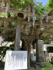 野田恵美須神社の自然