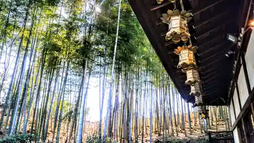 高徳院の自然