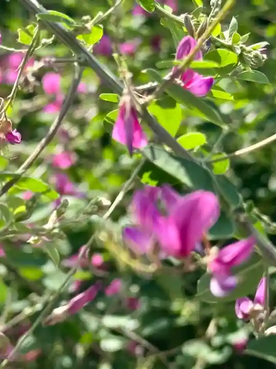 勝念寺(かましきさん)(京都府)
