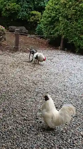 岩槻久伊豆神社の動物