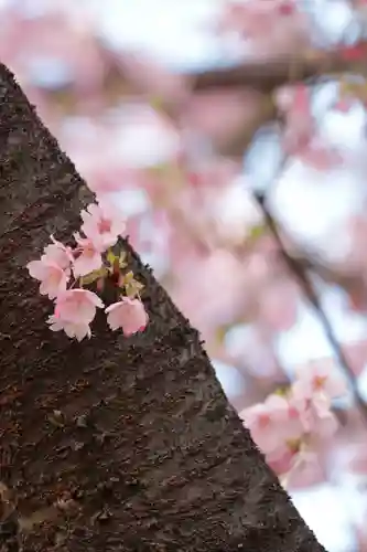 蔵前神社の自然