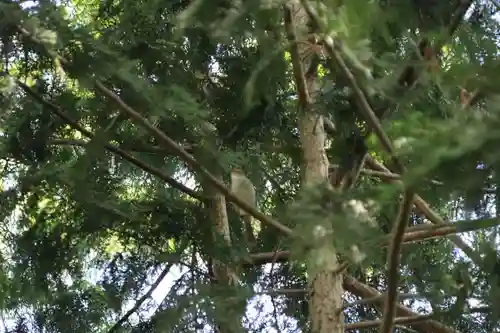 愛宕神社の動物