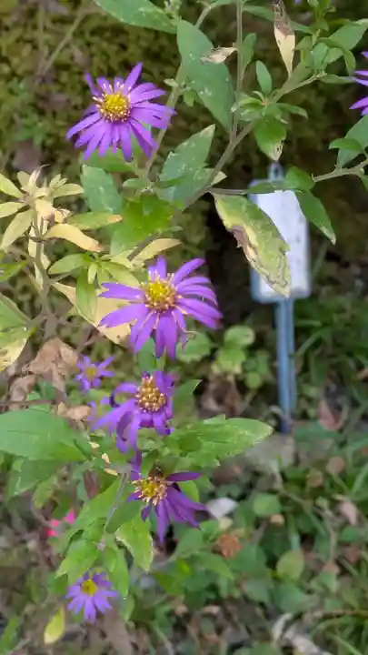 大豊神社(京都府)