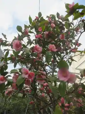 大巧寺(神奈川県)