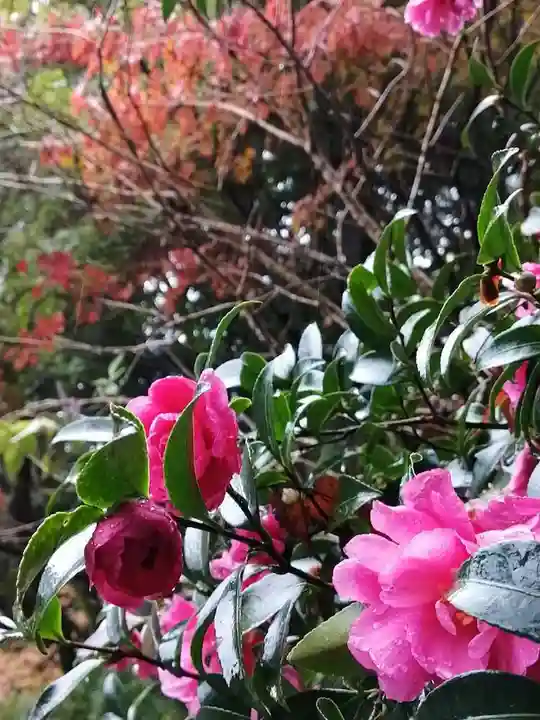 五所駒瀧神社の自然