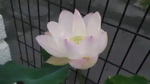 浄土宗 光明山 大蓮寺（照曜会館）の自然